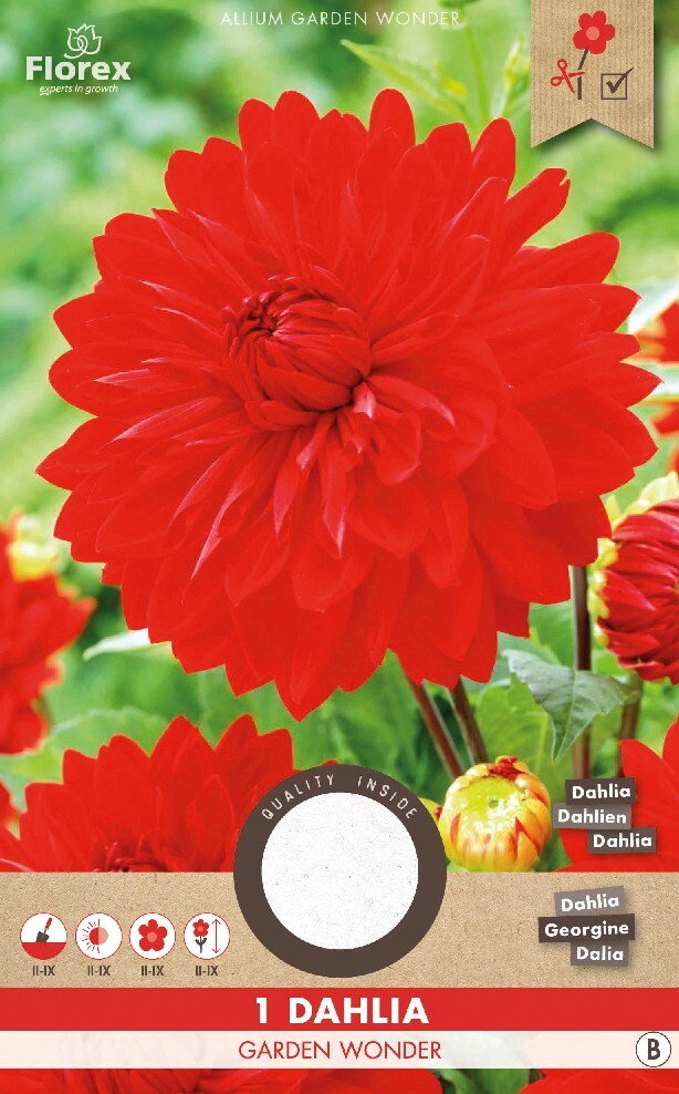 Dahlia knol, Garden Wonder