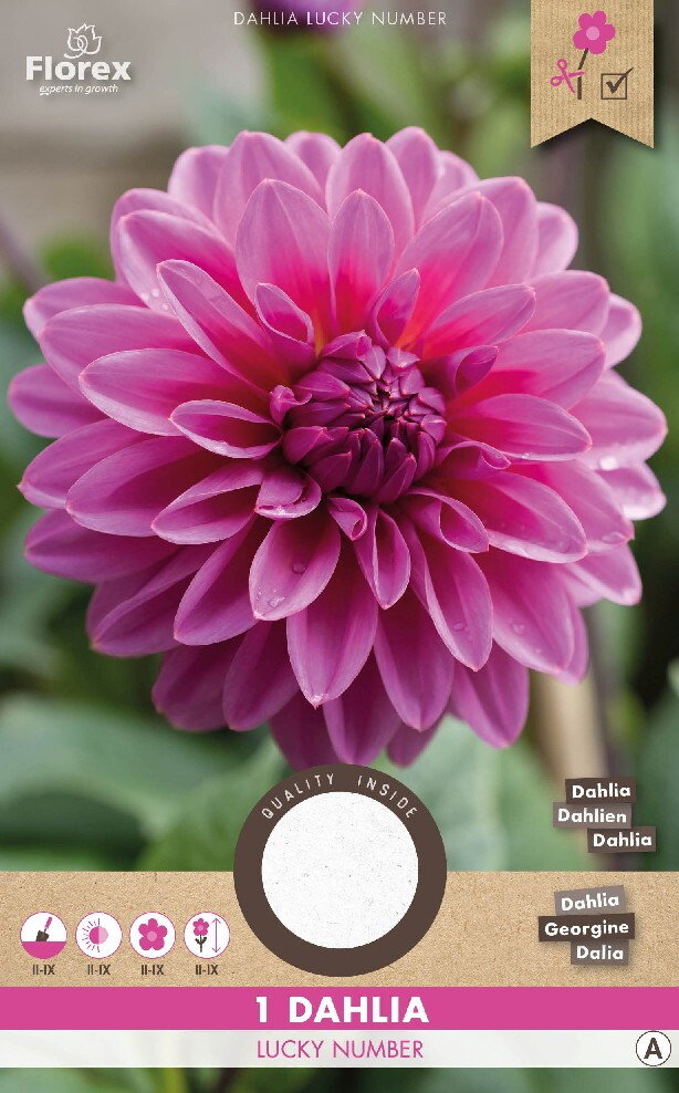 Dahlia knol, Lucky Number