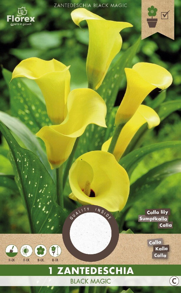 Calla bloembollen, Zantedeschia Black Magic