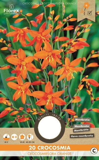 Crocosmia Bloembollen, Montbretia Orange