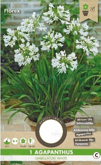 Agapanthus Bloembol, Afrikaanse Lelie Wit