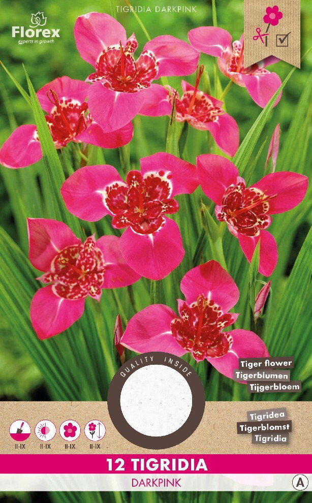 Tijgerbloem bloembollen, Tigridia Darkpink