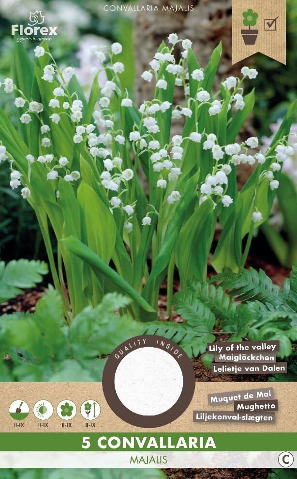 Lelie van Dalen Bloembollen, Convallaria majalis