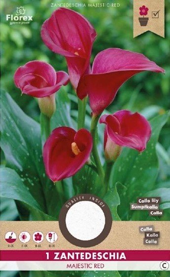 Calla bloembollen, Zantedeschia Majestic Red