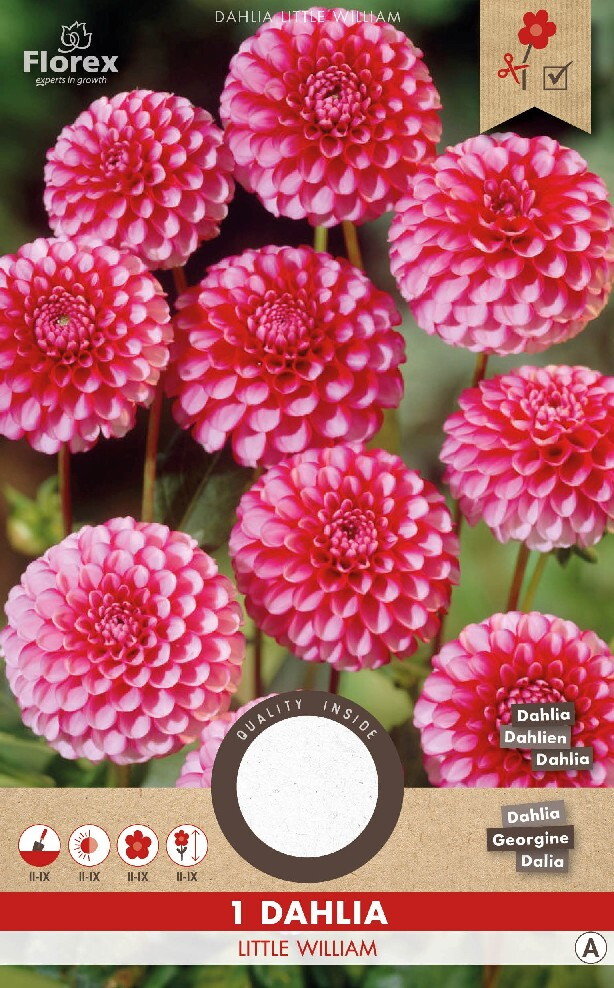 Dahlia knol, Little William