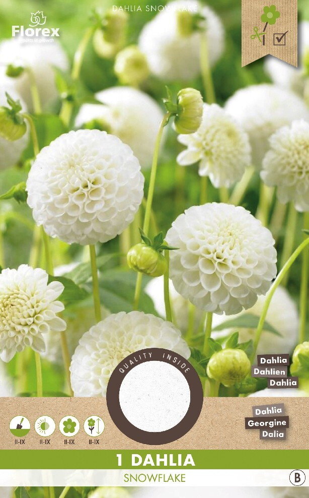 Dahlia knol, Snowflake (wit)