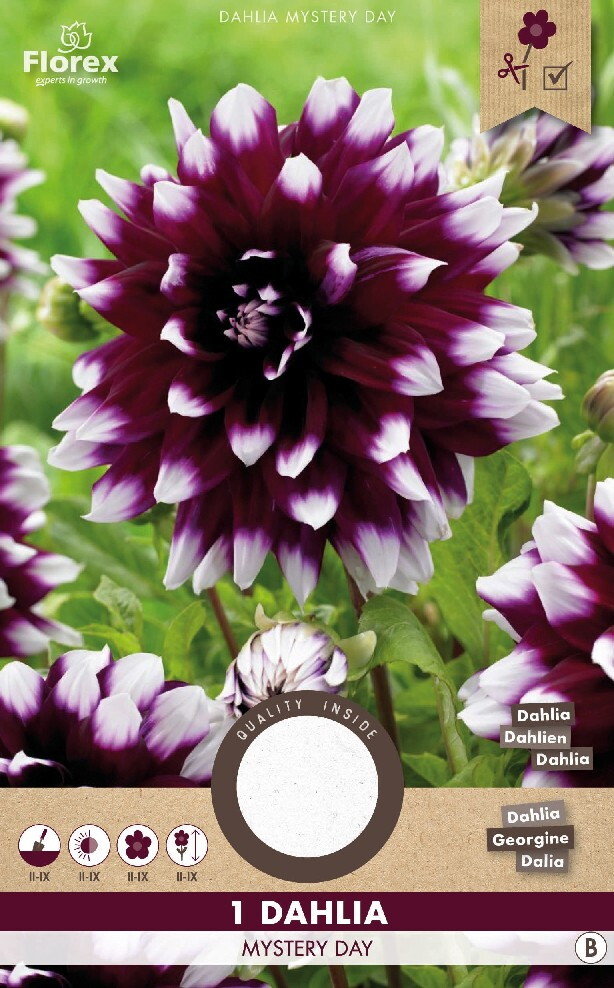 Dahlia knol, Mystery Day