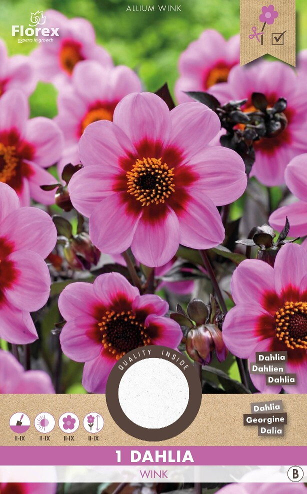 Dahlia knol, Happy Single Wink Rose