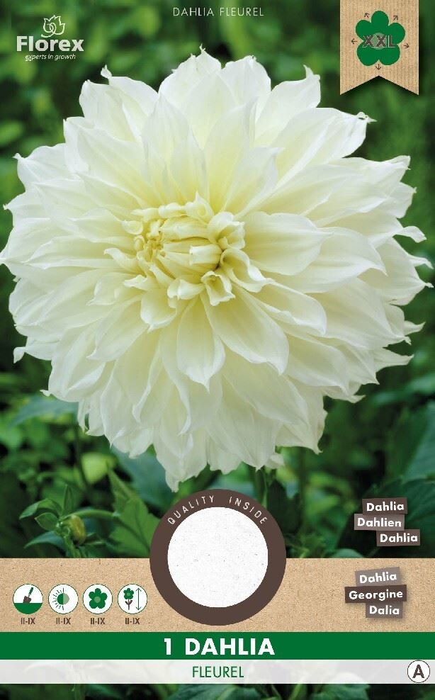 Dahlia knol, Fleurel