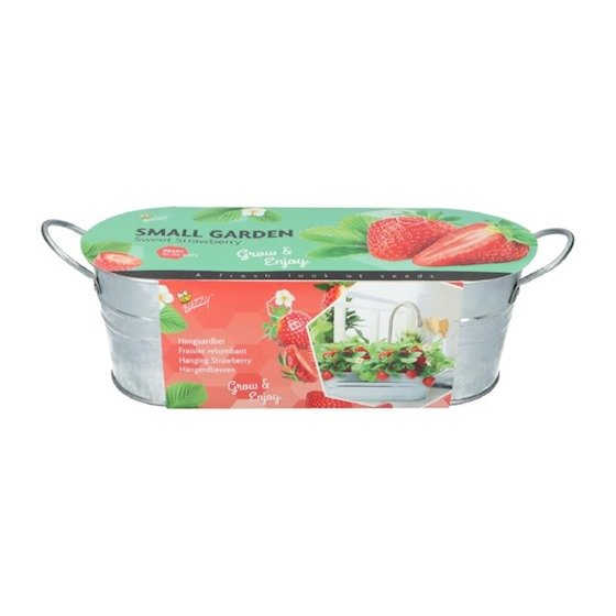 Zaaiset Aardbei, Aardbeien Temptation