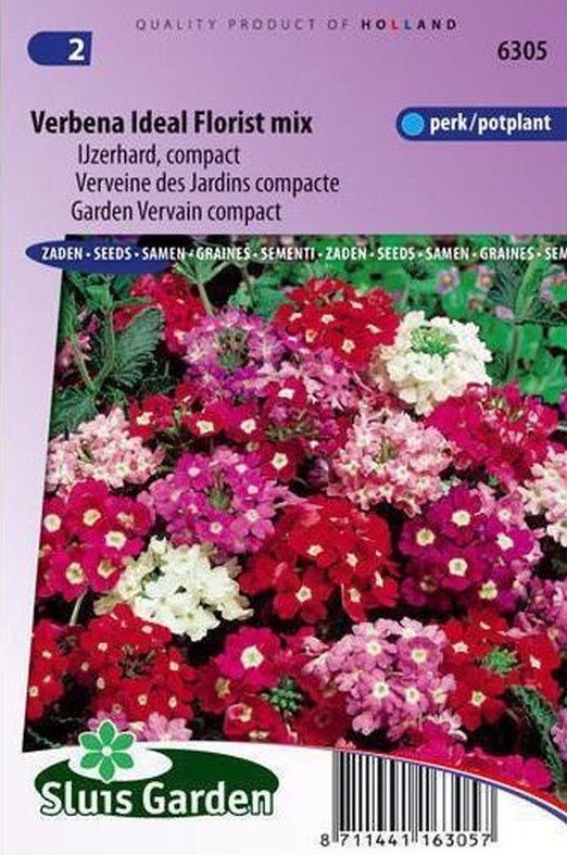 Verbena zaden, Ideal Florist mix (IJzerhard)