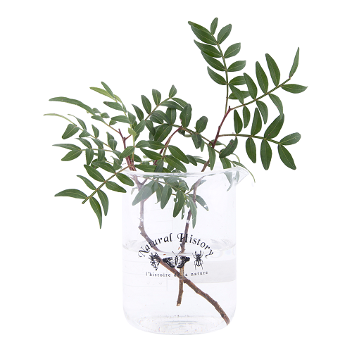 Stek glas, Bekerglas (500ml)