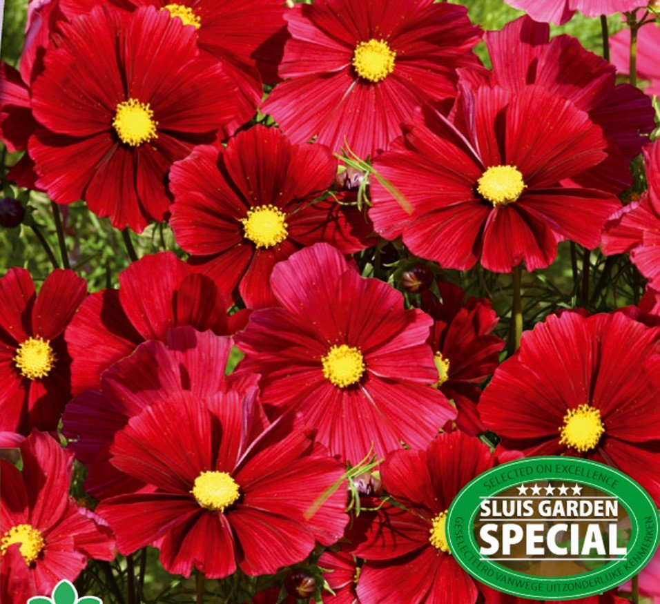 Cosmos Zaden, Rode Cosmea Rubenza