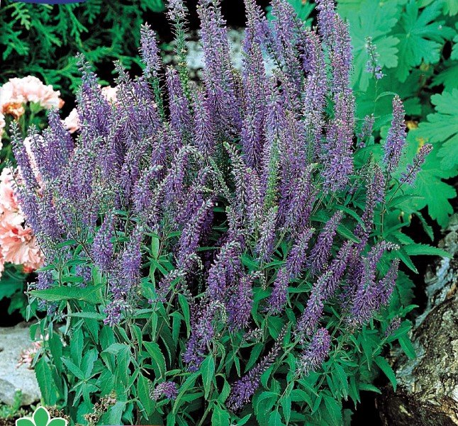 Veronica Zaden, Ereprijs Blue shades (Veronica spicata)
