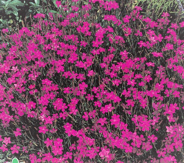 Anjer Zaden, Steenanjer Lindoya (Dianthus)