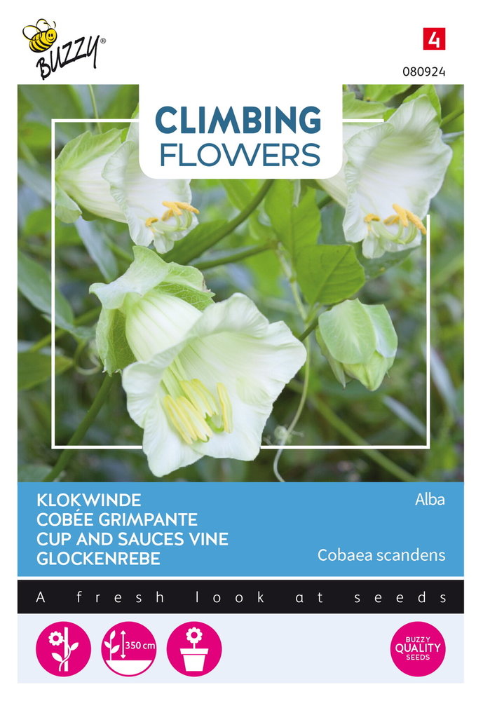 Klokwinde Zaden, Cobaea scandens (Alba)