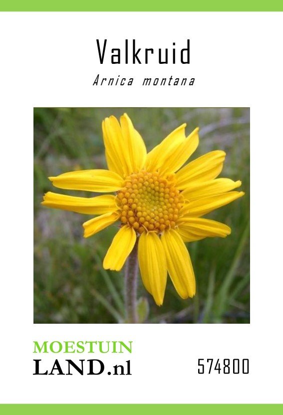 Valkruid Zaden, Arnica montana