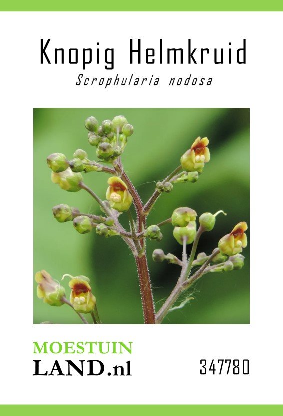 Helmkruid zaden, Knopig (Scrophularia)