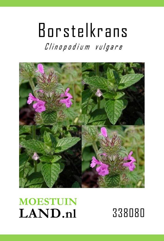 Borstelkrans zaden, Clinopodium