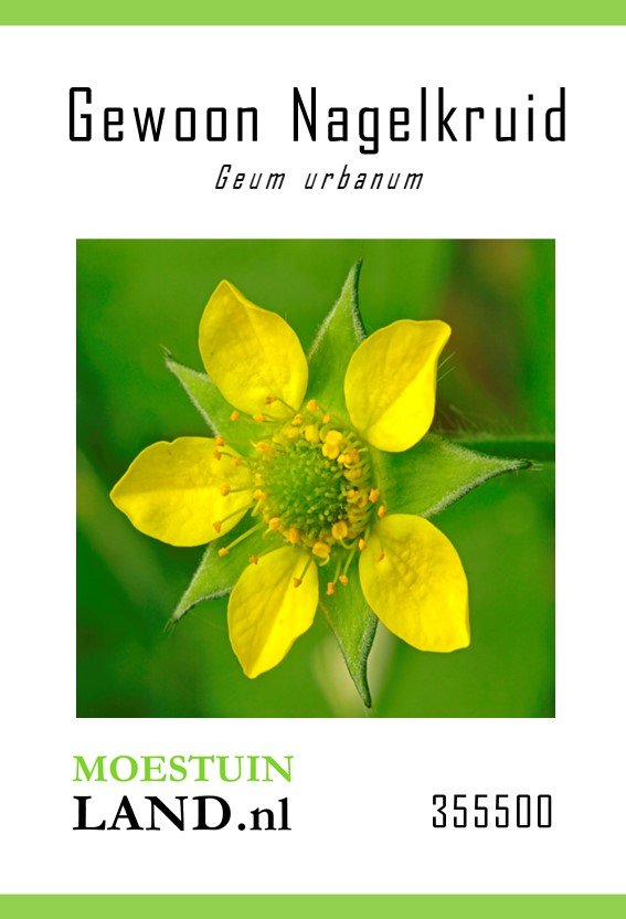 Nagelkruid zaden, Gewone (Geum)