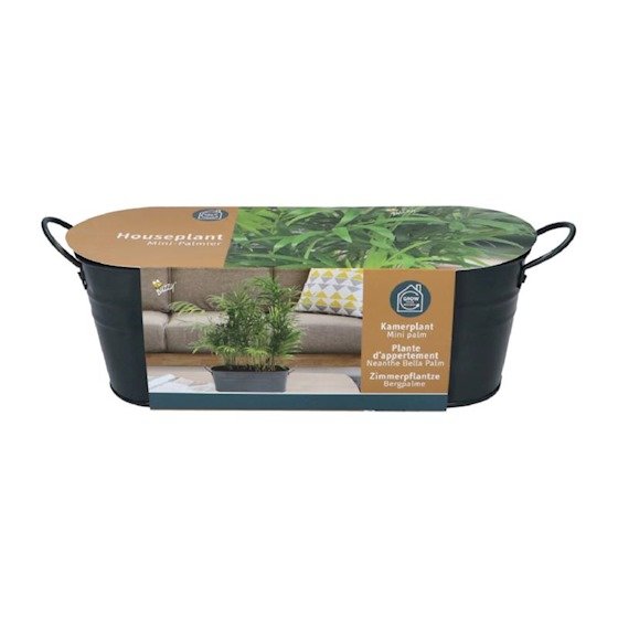 Zaaiset Kamerplant, Mini-Palm
