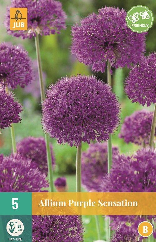 Allium bloembollen, Purple Sensation