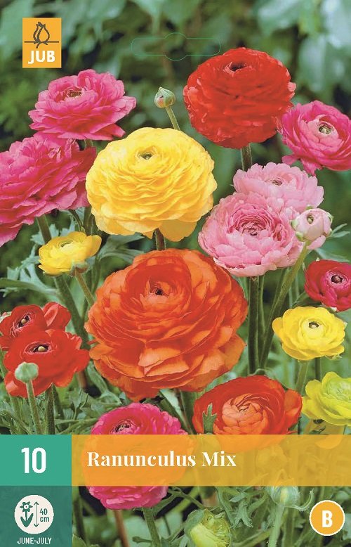 Ranonkel bloembollen, Ranunculus mix 