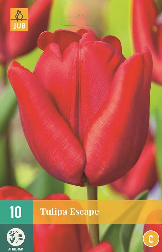 Tulp Bloembollen, Escape