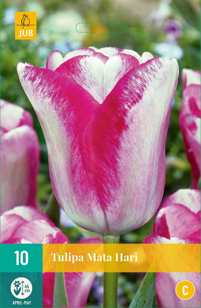 Tulp Bloembollen, Mata Hari