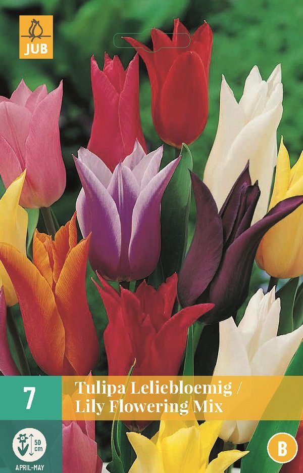 Tulp Bloembollen, Leliebloemig Mix