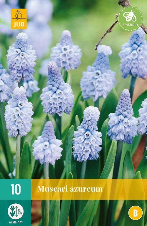 Druifjes bloembollen, Azureum (Muscari)