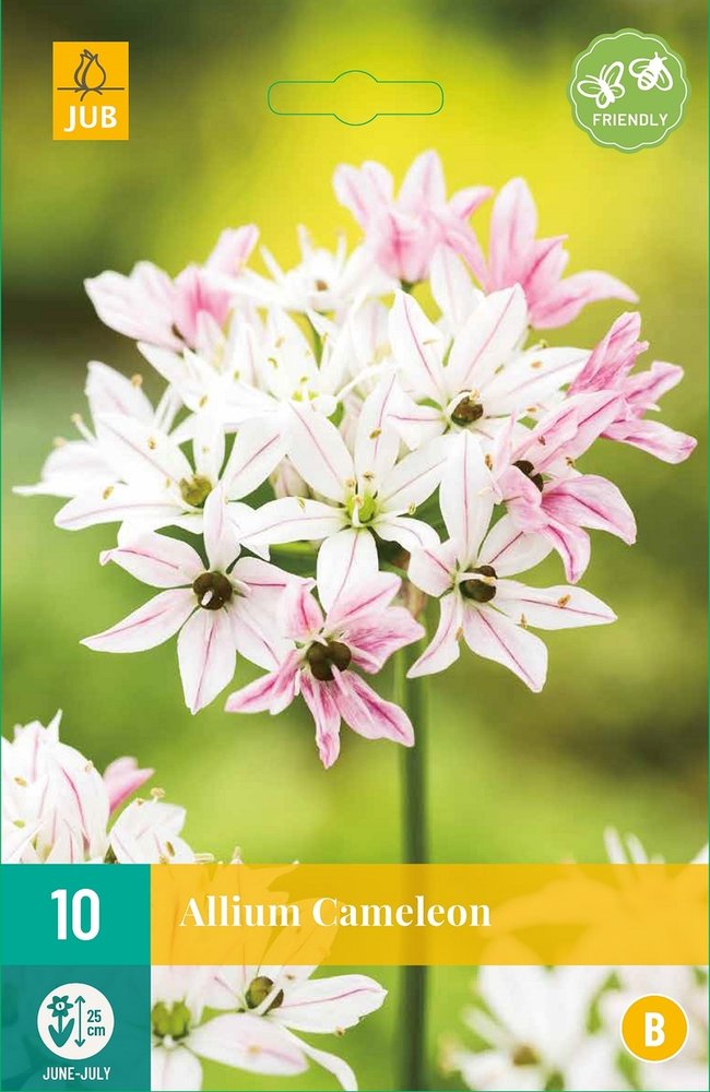 Allium Bloembollen, Cameleon