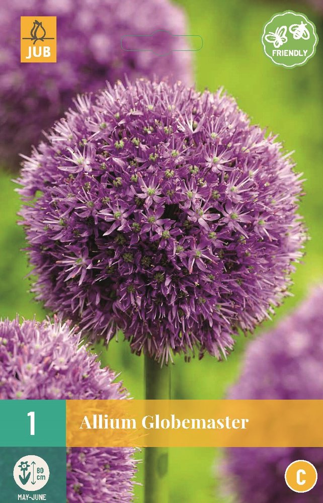 Allium Bloembollen, Globemaster