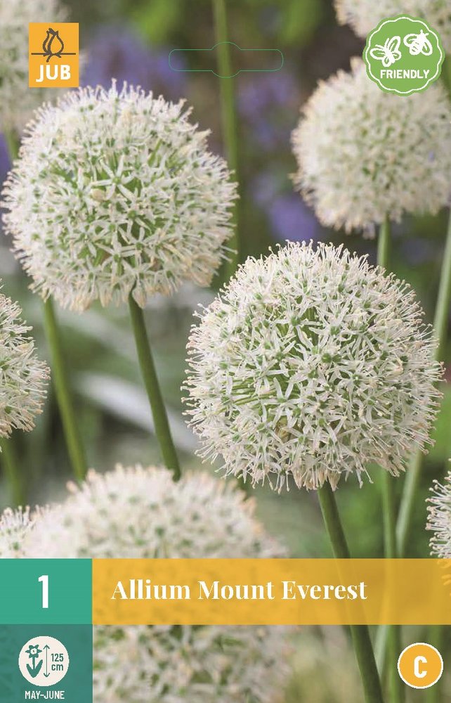 Allium Bloembollen, Mount Everest