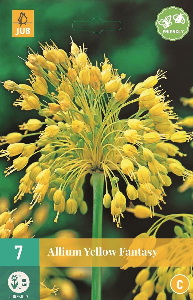 Allium Bloembollen, Yellow Fantasy