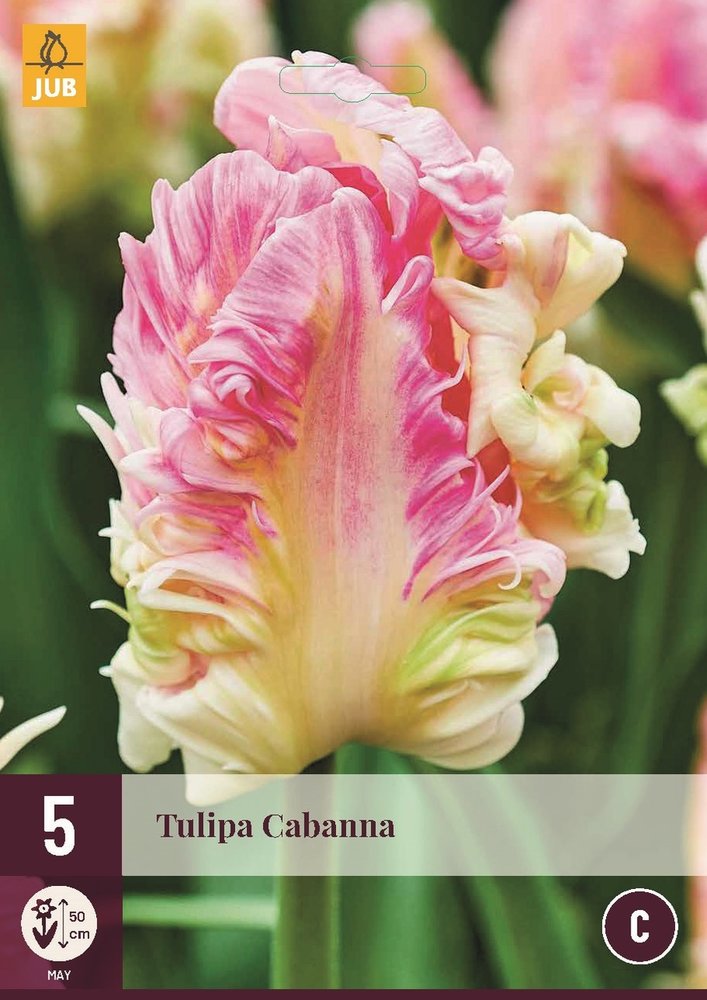 Tulp bloembollen, Cabanna