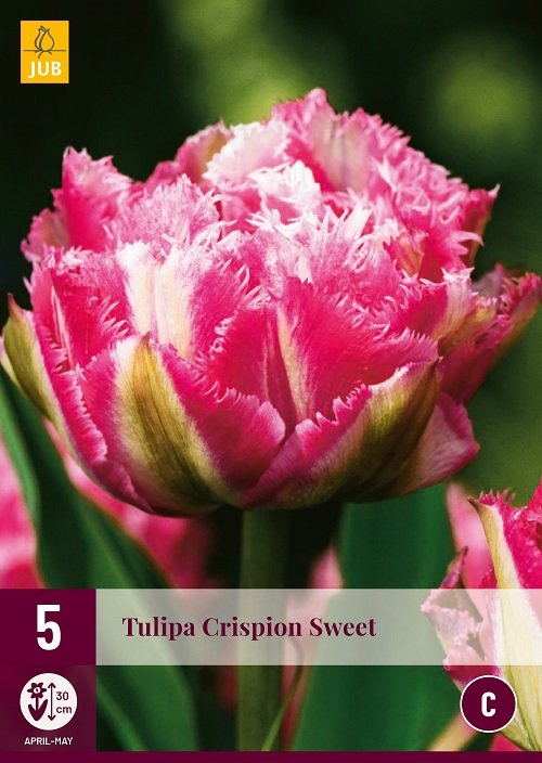 publiek Turbulentie het kan X 5 Tulipa Crispion Sweet