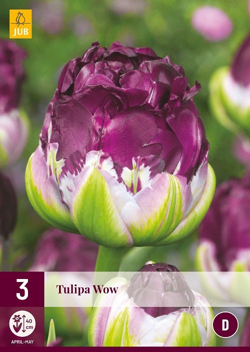 gezantschap 945 markering Tulpen bloembollen kopen, Wow (paars) | Moestuinland