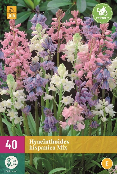 Boshyacint Bloembollen, Hyacinthoides Mix (Grootverpakking)