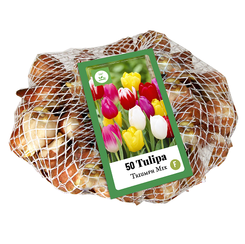 Tulp bloembollen, Triumph mix (40 stuks)