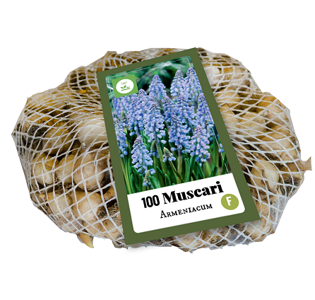 Druifjes bloembollen, Muscari armeniacum (100 stuks)