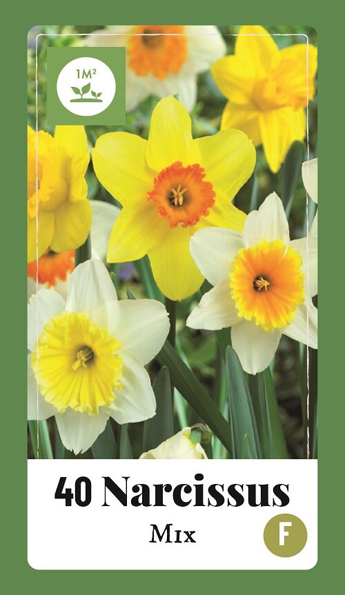 Narcis bloembollen, Grootkronig mix (40 stuks)