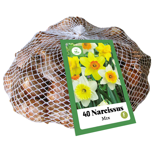 Narcis bloembollen, Grootkronig mix (40 stuks)