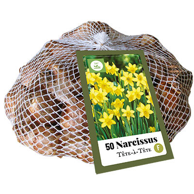 Narcis Bloembollen, Tête-à-Tête (50 stuks)