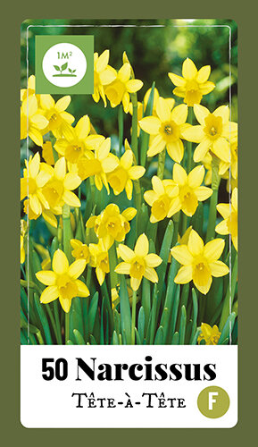 Narcis Bloembollen, Tête-à-Tête (50 stuks)