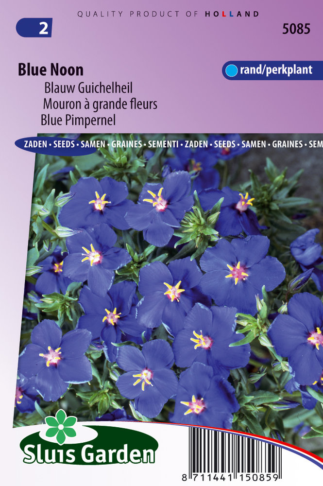 Guichelheil zaden, Anagallis Blue Noon