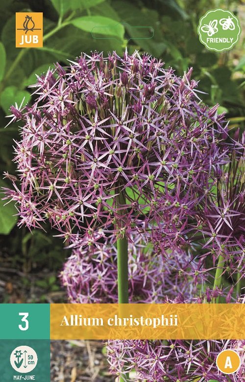 Allium bloembollen, Allium christophii