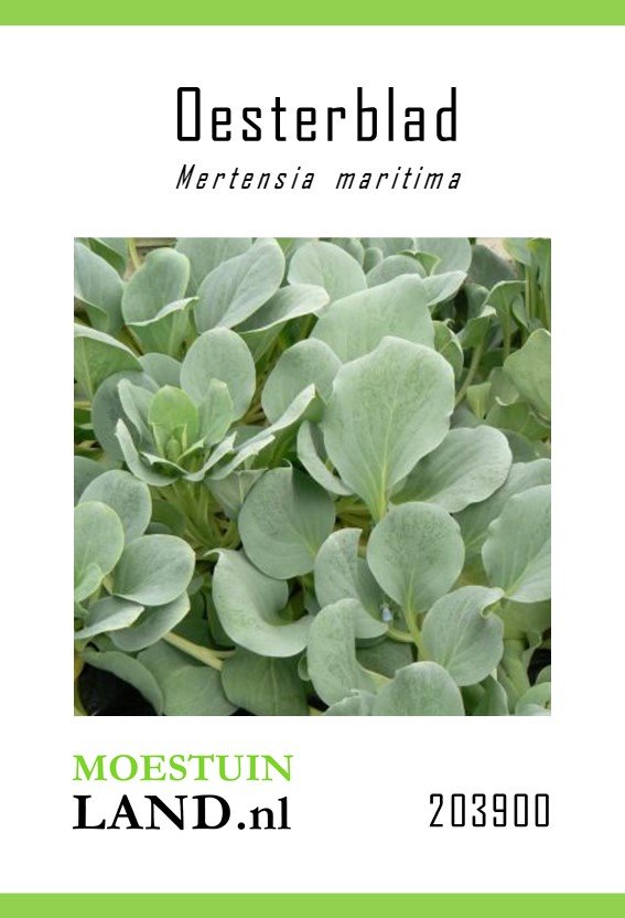 Oesterblad zaden, Mertensia