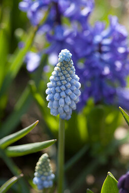 Druifjes bloembollen, Muscari Magic Mix (Grootverpakking)