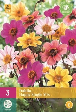 Dahlia knollen, Happy Single Mix (grootverpakking)